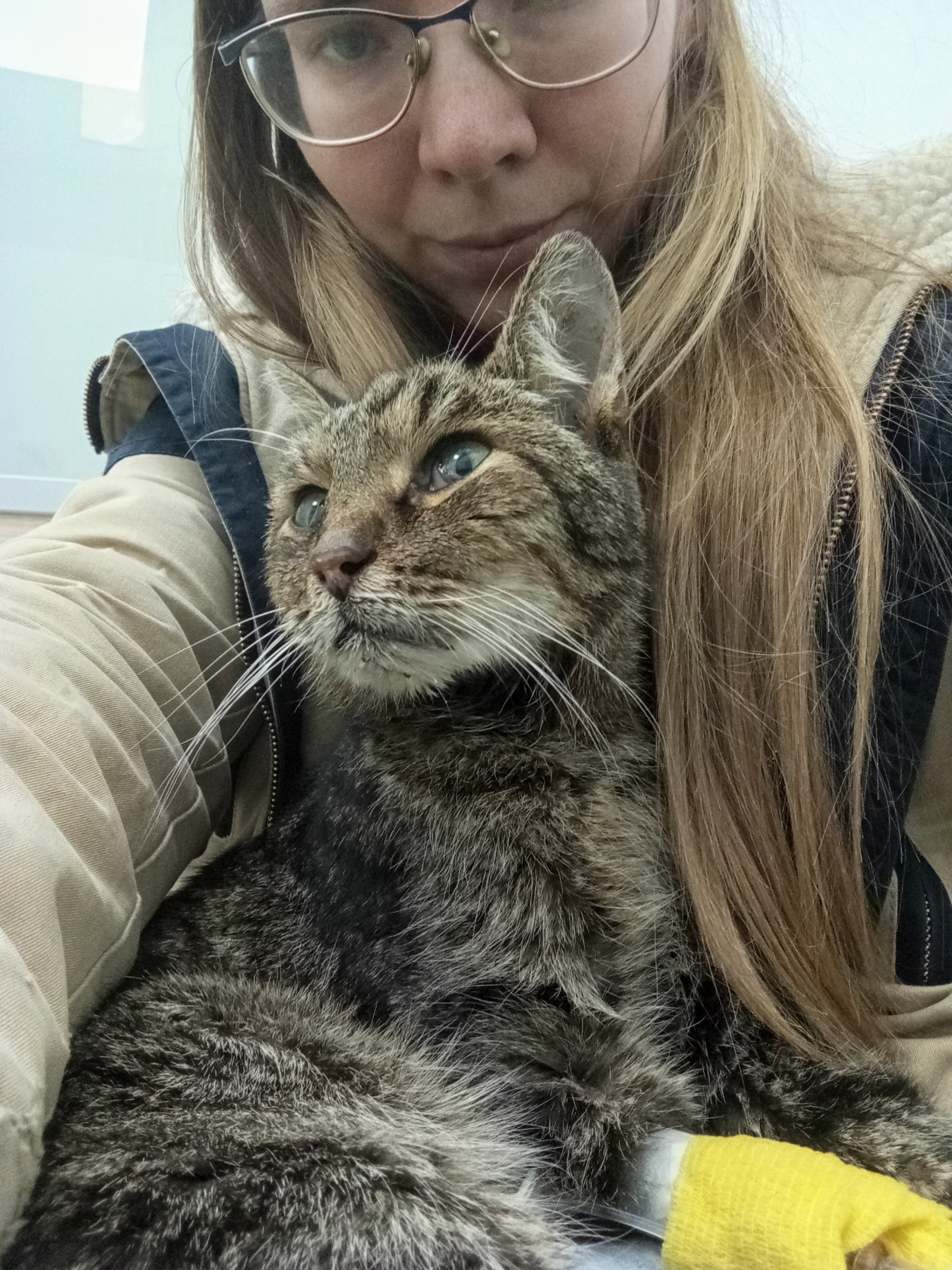 Old and unwanted. This is what old age looks like for a homeless cat who has known nothing but street life. Part 2 - My, No rating, Moscow region, cat, Helping animals, Animal Rescue, The strength of the Peekaboo, Good league, Kindness, Moscow, Old age, Video, Vertical video, Longpost