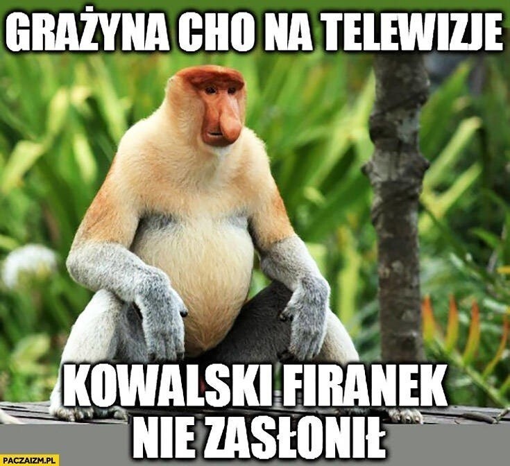 Why is a Pole a long-nosed monkey? - Emigration, Village, Memes, Poland, Mat, Longpost