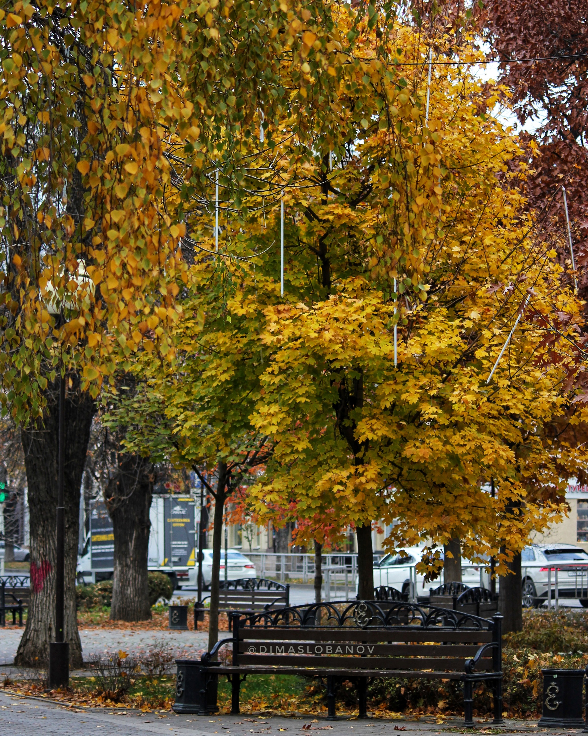 Autumn Krasnodar - My, Krasnodar, The photo, New Year, Краснодарский Край, Autumn, Christmas tree, New Year's miracle, Longpost