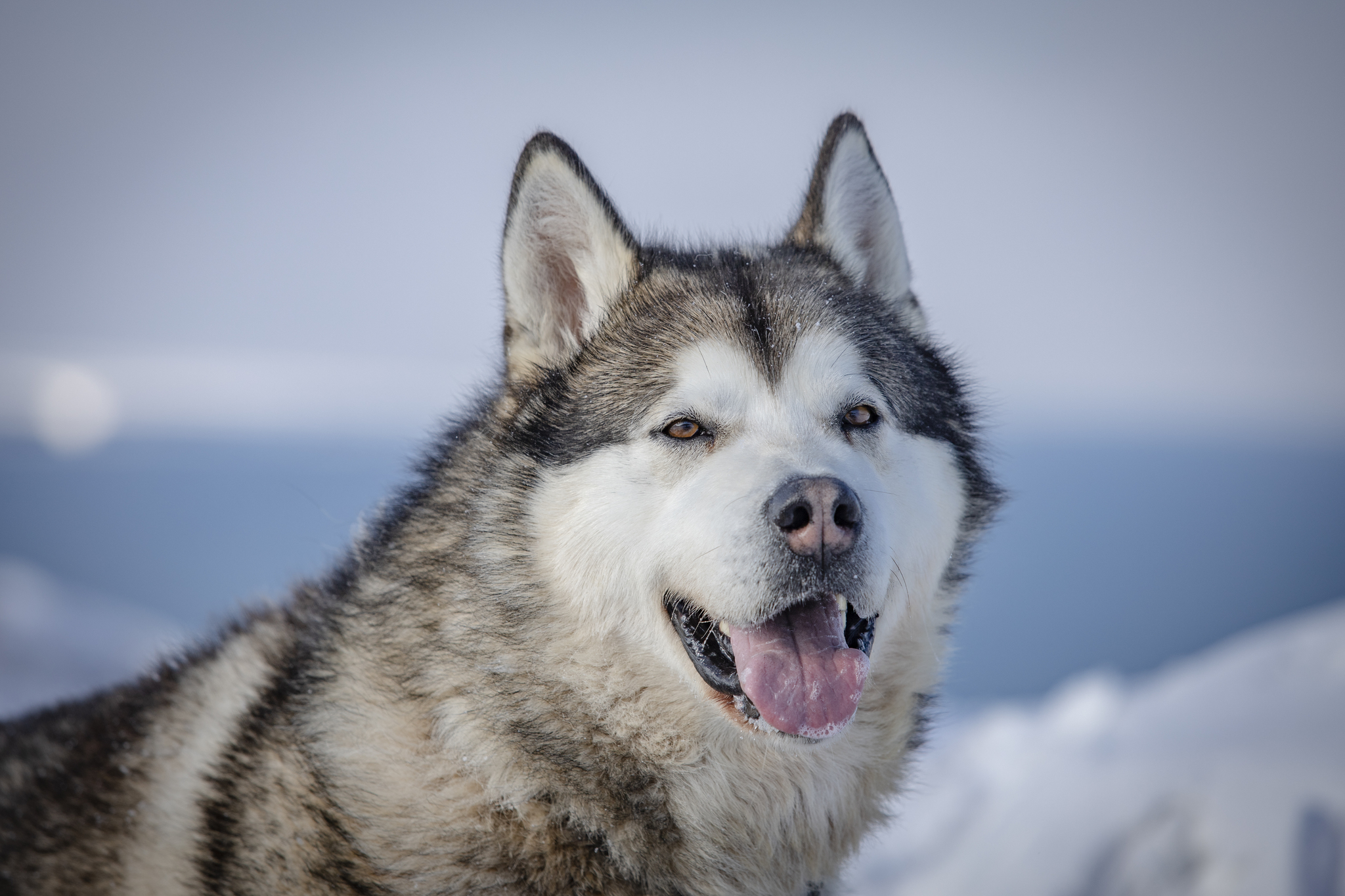 Dogs from Spitsbergen are looking for a new home - My, Dog, No rating, Spitsbergen, Arctic, Husky, Samoyed, Siberian Husky, Longpost, In good hands