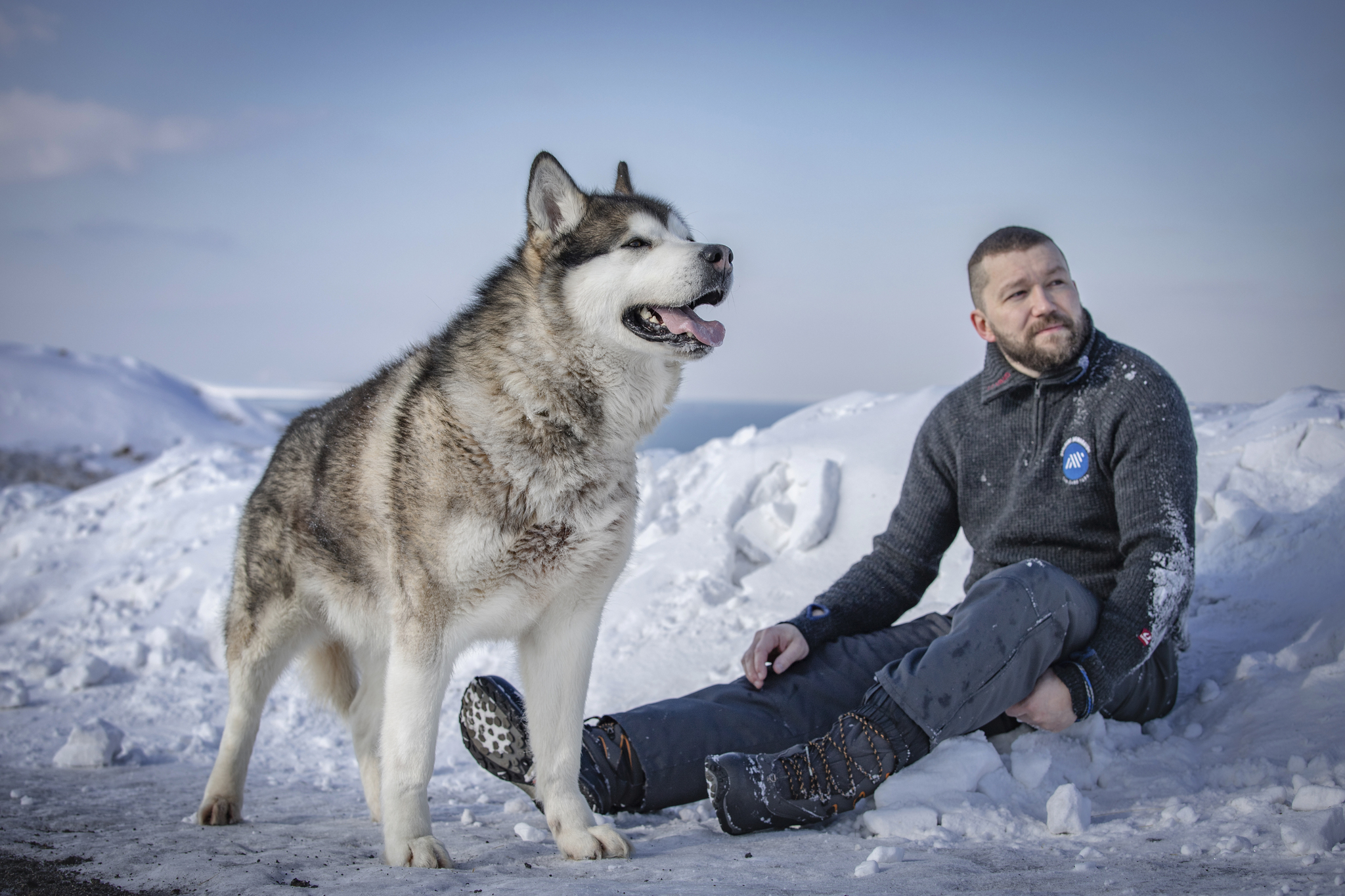 Dogs from Spitsbergen are looking for a new home - My, Dog, No rating, Spitsbergen, Arctic, Husky, Samoyed, Siberian Husky, Longpost, In good hands