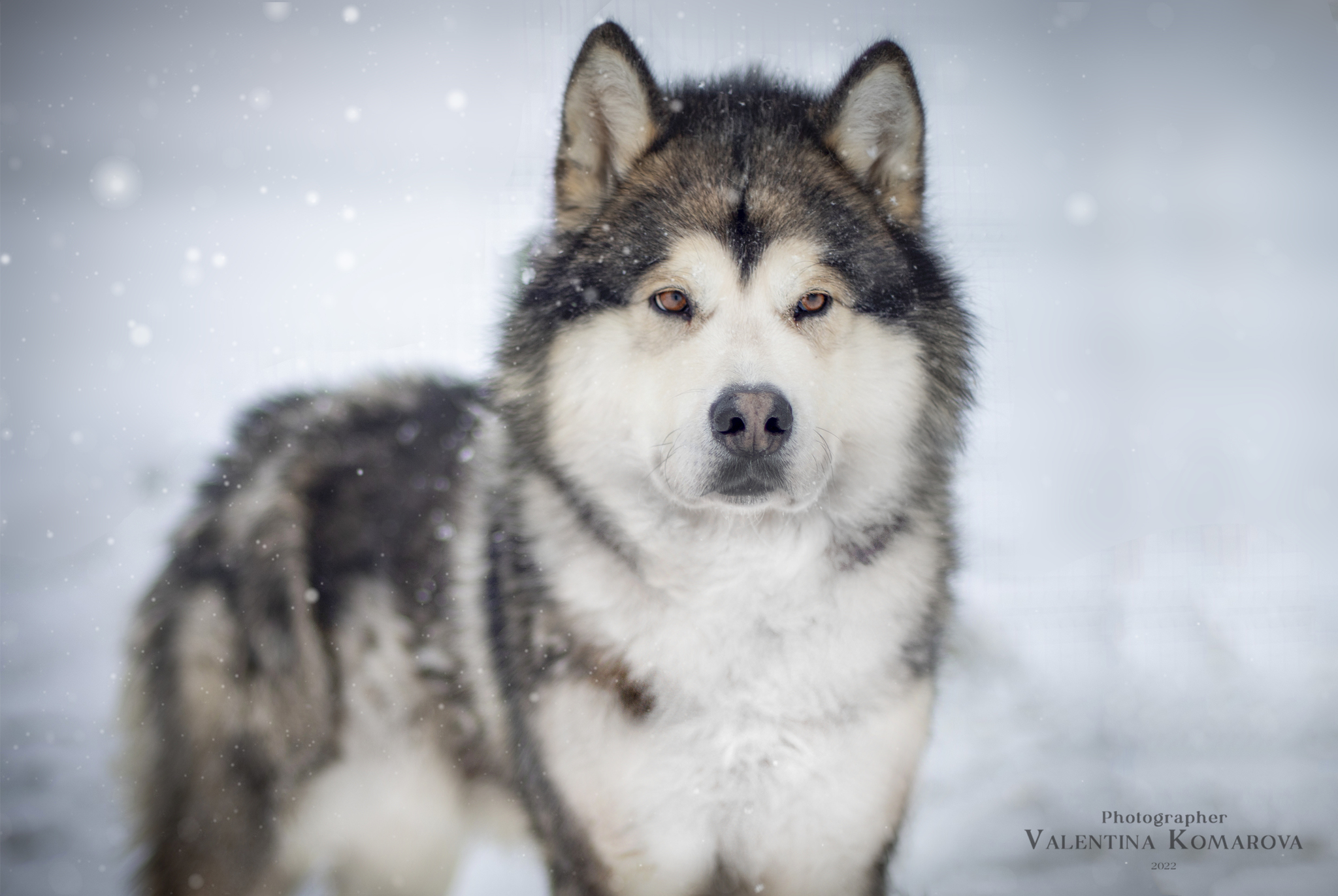 Dogs from Spitsbergen are looking for a new home - My, Dog, No rating, Spitsbergen, Arctic, Husky, Samoyed, Siberian Husky, Longpost, In good hands