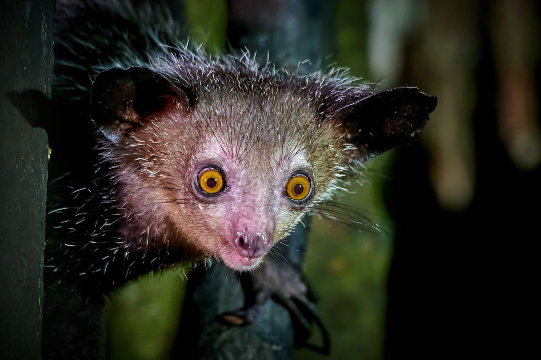 Hello! - Endangered species, Primates, Handcuff, Wild animals, wildlife, Madagascar, The photo, Night shooting