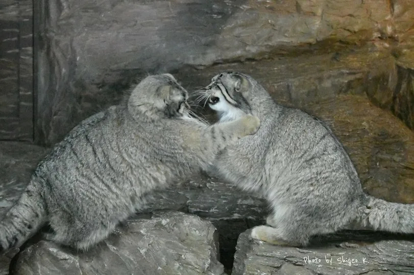 We are living in the era of the first Manul war, are we starting to count again? - Images, Pallas' cat, Doctor Mud, Battle, Animals