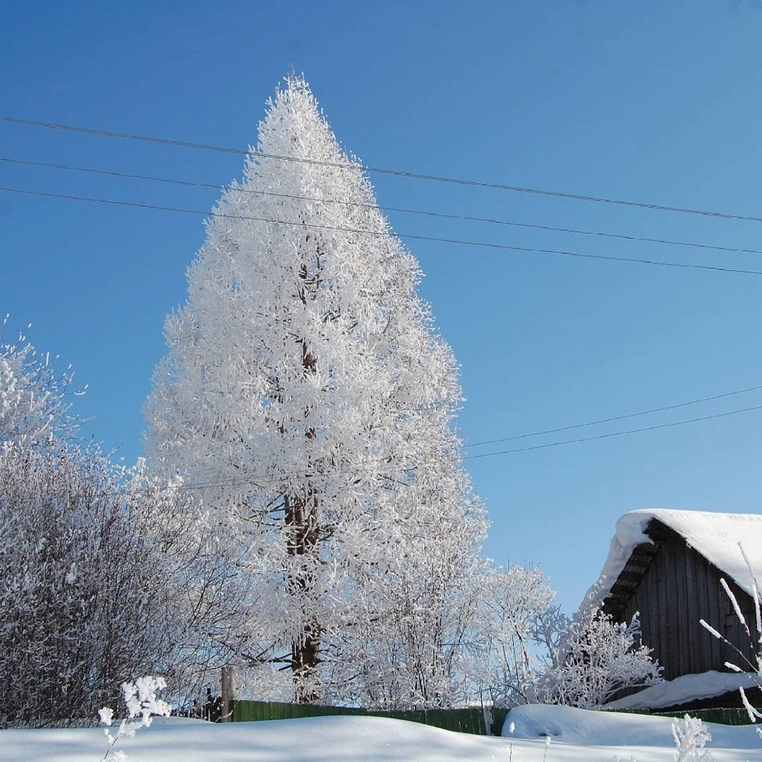 The beautiful larch, decorated with frost - Frost, Tree, Larch, The photo, Nature, Snow