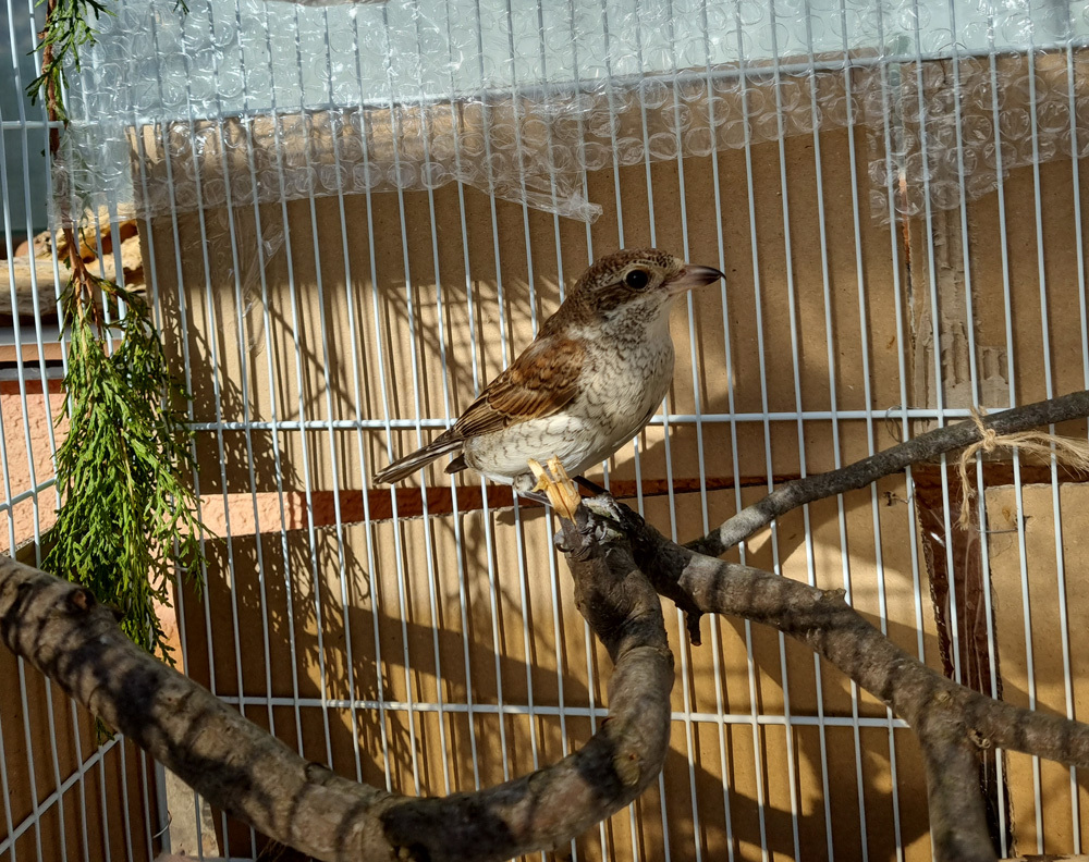 About the red-backed shrike Zhulya - My, The rescue, Birds, Bird watching, Longpost, Zhulan Sorokoput