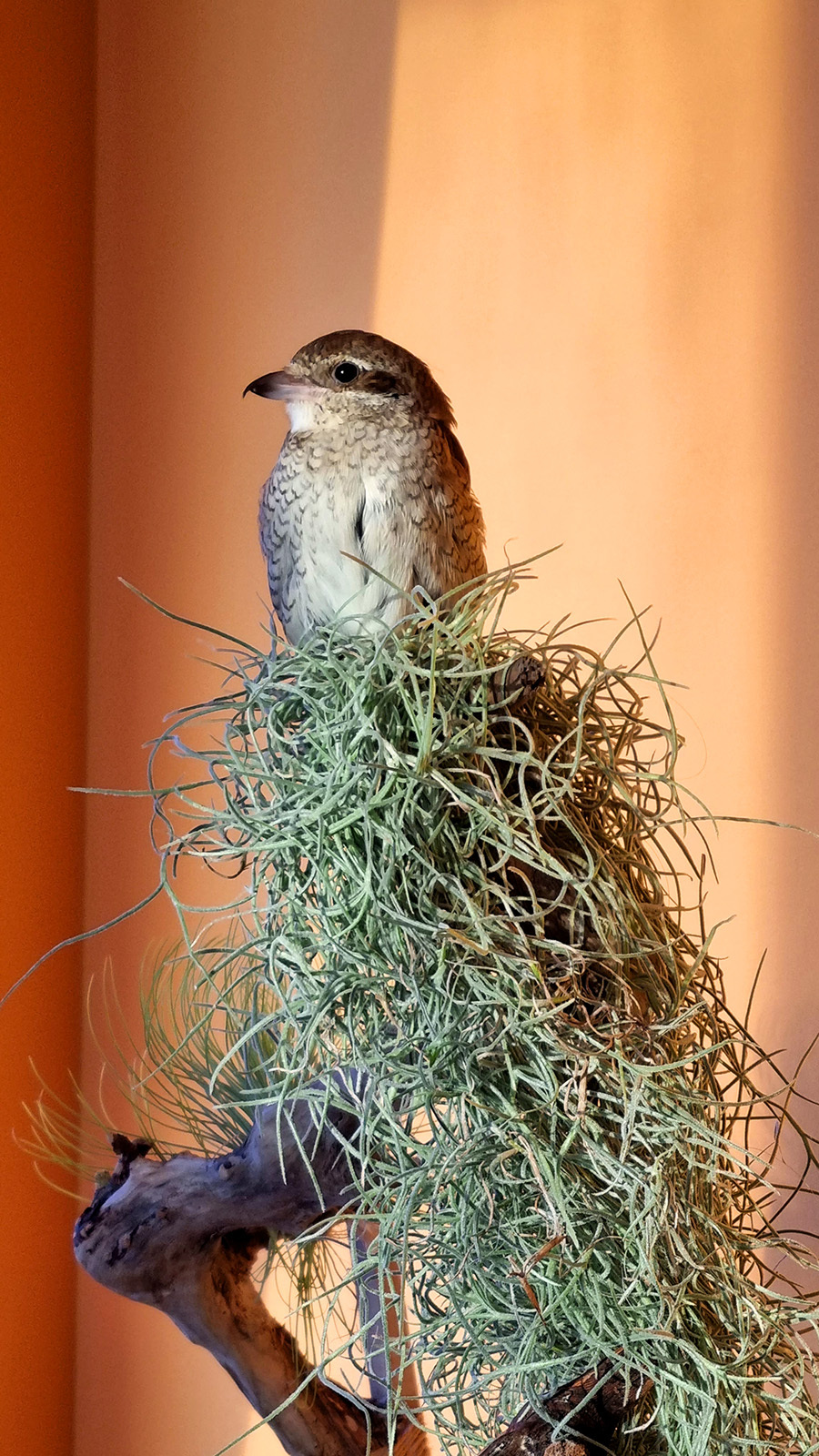 About the red-backed shrike Zhulya - My, The rescue, Birds, Bird watching, Longpost, Zhulan Sorokoput