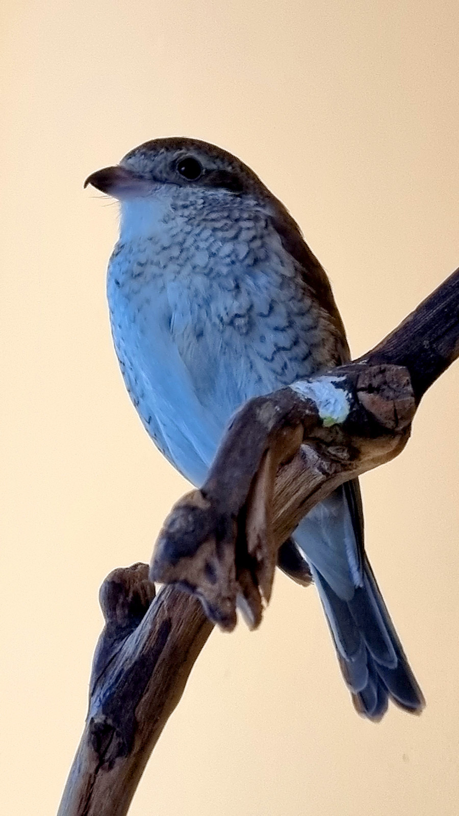 About the red-backed shrike Zhulya - My, The rescue, Birds, Bird watching, Longpost, Zhulan Sorokoput