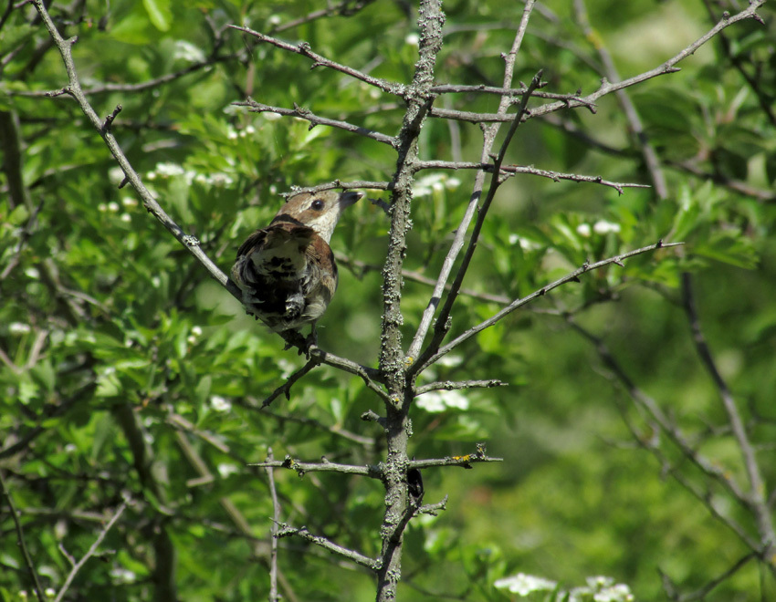 About the red-backed shrike Zhulya - My, The rescue, Birds, Bird watching, Longpost, Zhulan Sorokoput