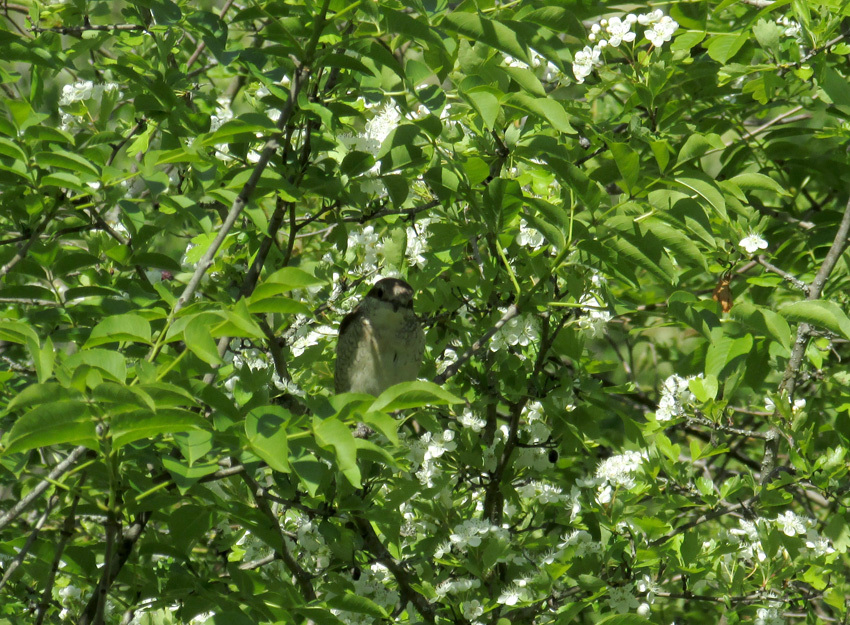 About the red-backed shrike Zhulya - My, The rescue, Birds, Bird watching, Longpost, Zhulan Sorokoput