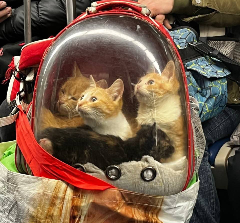 Furry astronauts spotted in the subway - Moscow, Moscow Metro, cat, Public transport, The photo