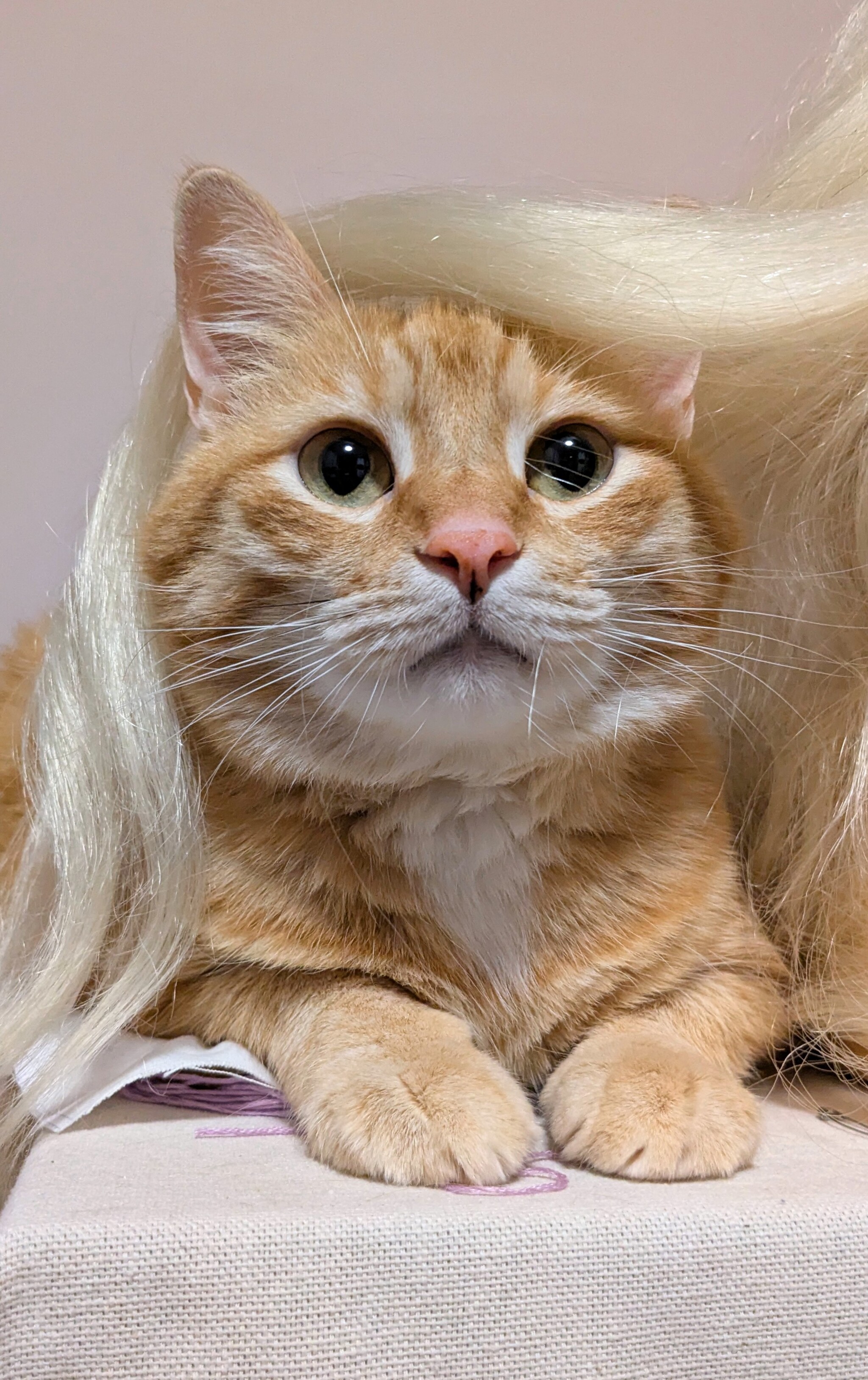 Natural blonde!) - My, Milota, Humor, cat, Cat_cat, Funny animals, Fat cats, Redheads, Pets, The photo