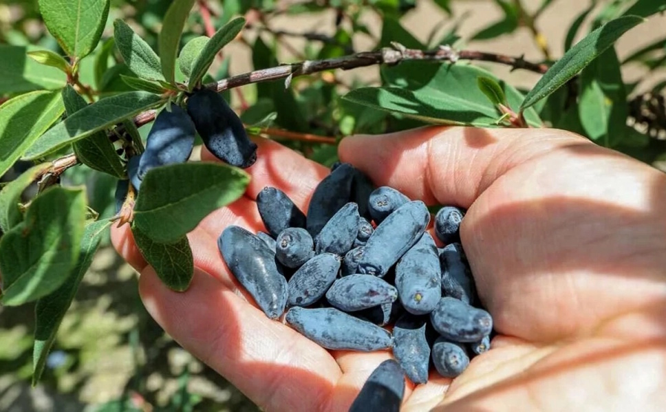 You won't get a honeysuckle harvest, or the berries will be sour. We figure out what shouldn't be planted nearby and which varieties are the tastiest - Juneberry, Garden, Garden, Dacha, Garden beds, Variety, Overview, Summer residents, House, Agronomist, Opinion, Country life, Fruit trees, Telegram (link), Longpost