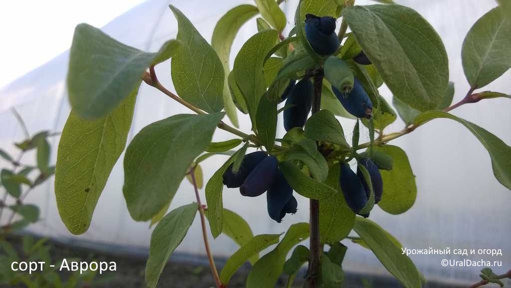 You won't get a honeysuckle harvest, or the berries will be sour. We figure out what shouldn't be planted nearby and which varieties are the tastiest - Juneberry, Garden, Garden, Dacha, Garden beds, Variety, Overview, Summer residents, House, Agronomist, Opinion, Country life, Fruit trees, Telegram (link), Longpost