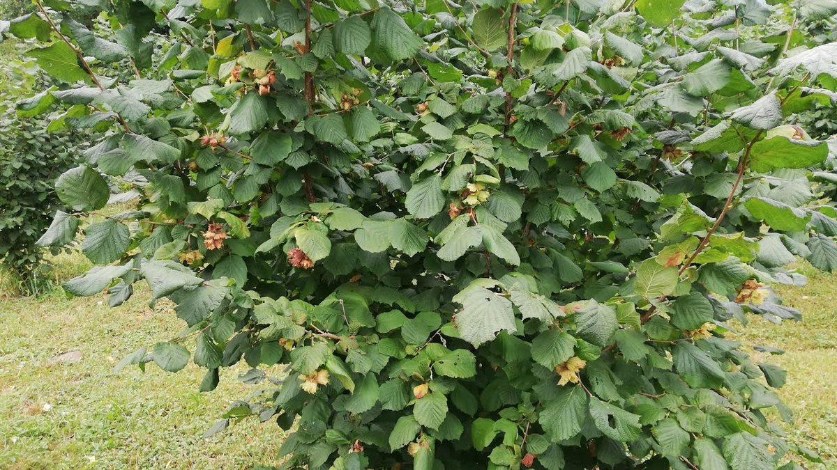 You won't get a honeysuckle harvest, or the berries will be sour. We figure out what shouldn't be planted nearby and which varieties are the tastiest - Juneberry, Garden, Garden, Dacha, Garden beds, Variety, Overview, Summer residents, House, Agronomist, Opinion, Country life, Fruit trees, Telegram (link), Longpost