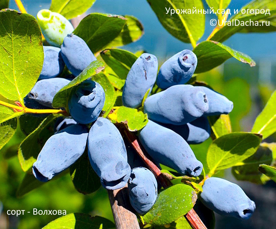 You won't get a honeysuckle harvest, or the berries will be sour. We figure out what shouldn't be planted nearby and which varieties are the tastiest - Juneberry, Garden, Garden, Dacha, Garden beds, Variety, Overview, Summer residents, House, Agronomist, Opinion, Country life, Fruit trees, Telegram (link), Longpost