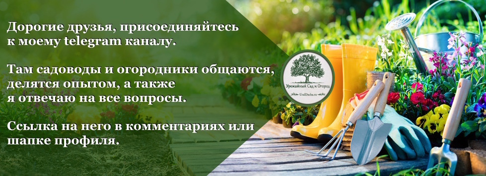 You won't get a honeysuckle harvest, or the berries will be sour. We figure out what shouldn't be planted nearby and which varieties are the tastiest - Juneberry, Garden, Garden, Dacha, Garden beds, Variety, Overview, Summer residents, House, Agronomist, Opinion, Country life, Fruit trees, Telegram (link), Longpost