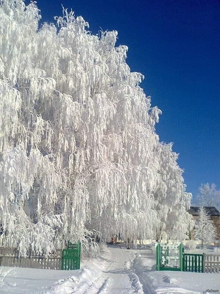 Вау! какая красота - Фотография, Зима, Снег, Дерево