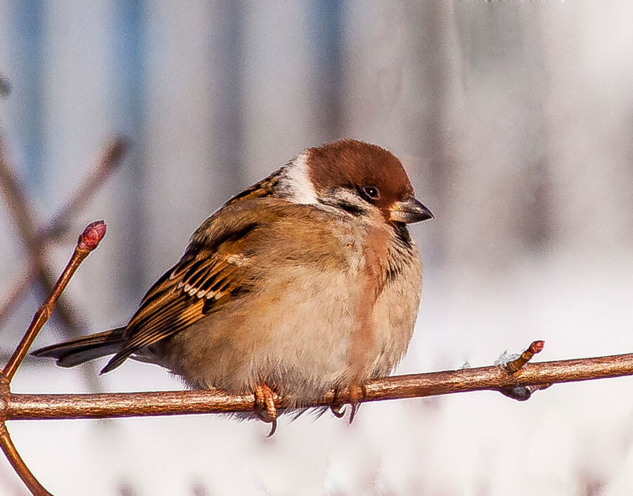 Birds - My, The photo, Birds, The nature of Russia, Longpost