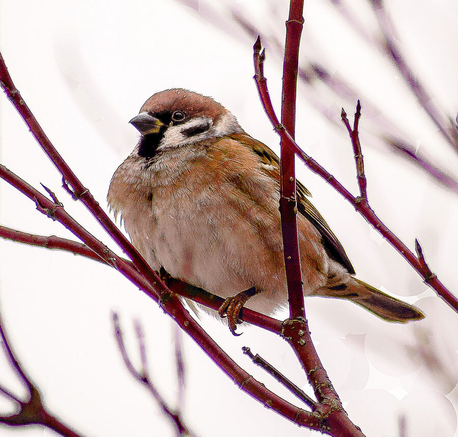 Birds - My, The photo, Birds, The nature of Russia, Longpost