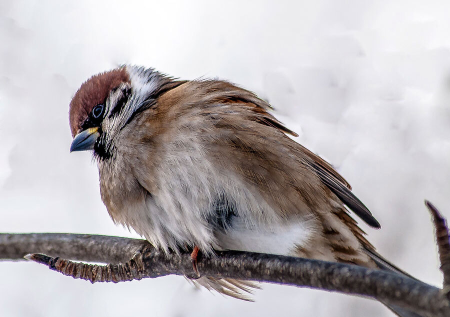 Birds - My, The photo, Birds, The nature of Russia, Longpost