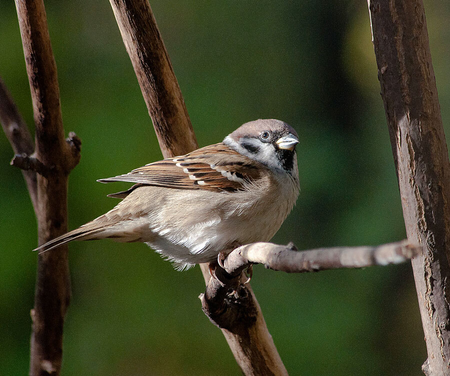 Birds - My, The photo, Birds, The nature of Russia, Longpost