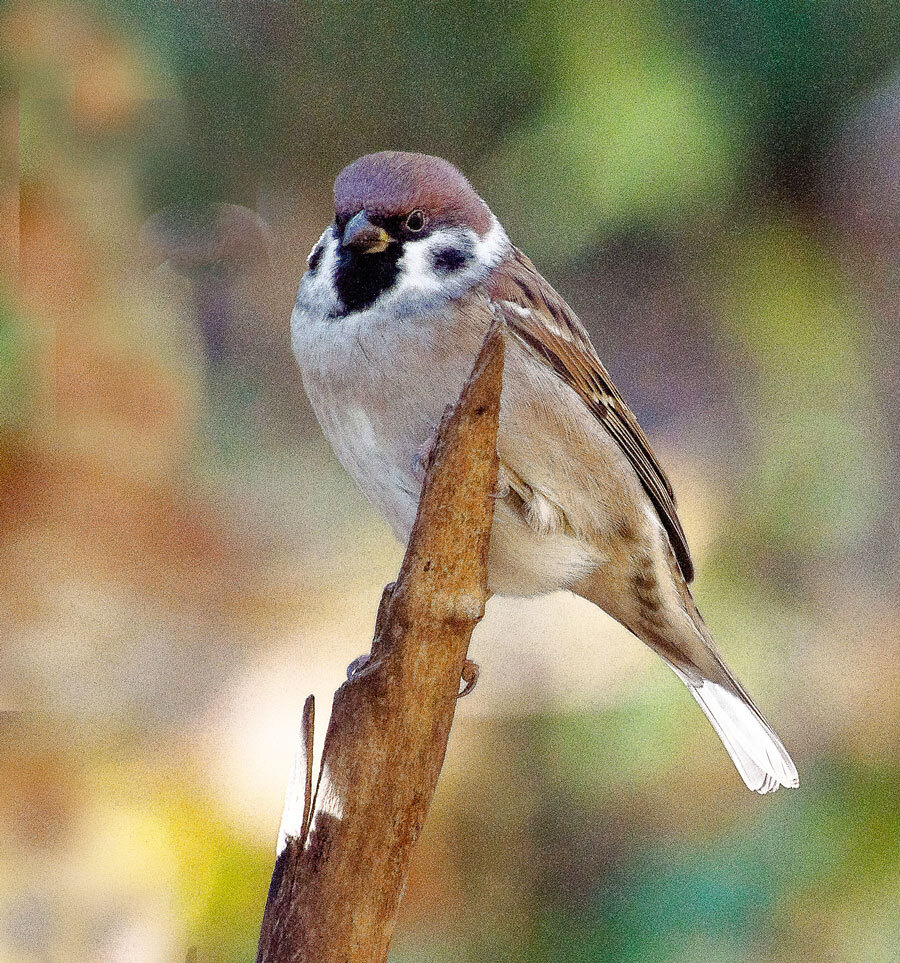 Birds - My, The photo, Birds, The nature of Russia, Longpost