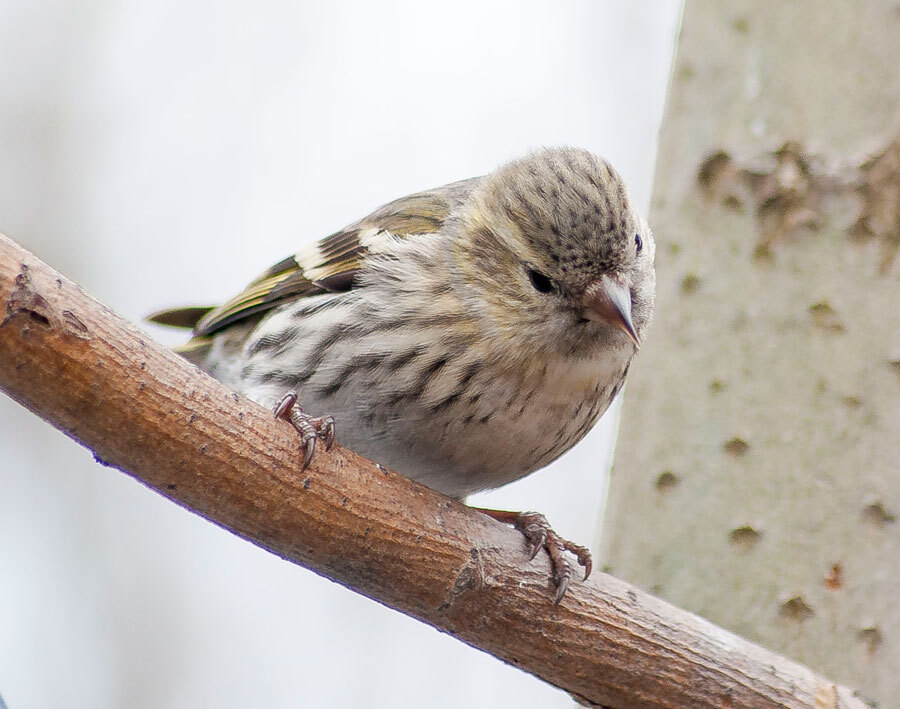 Birds - My, The photo, Birds, The nature of Russia, Longpost