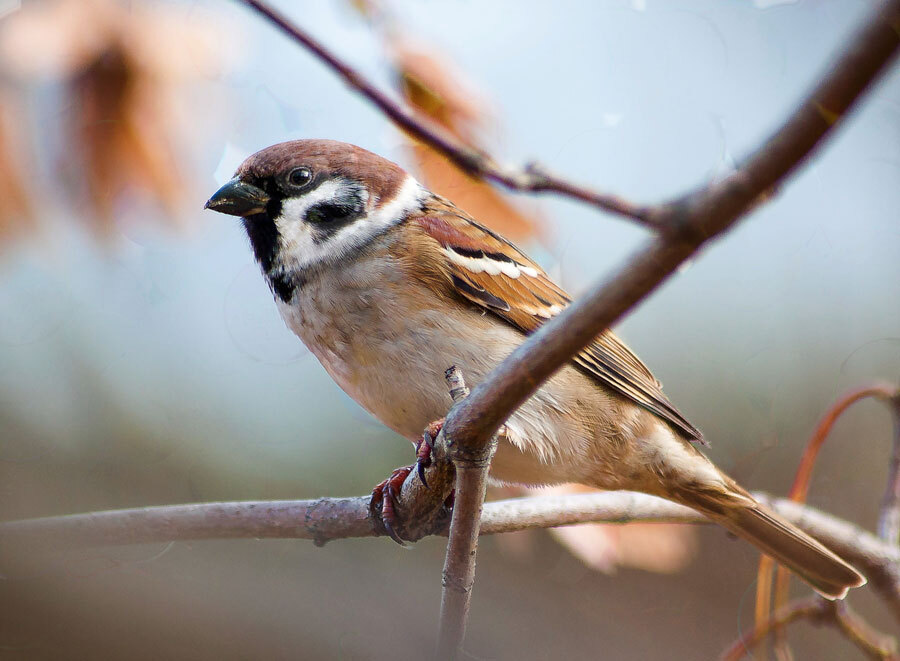 Birds - My, The photo, Birds, The nature of Russia, Longpost