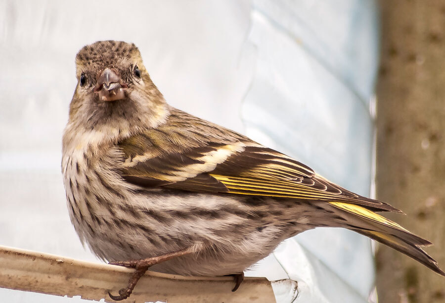 Birds - My, The photo, Birds, The nature of Russia, Longpost