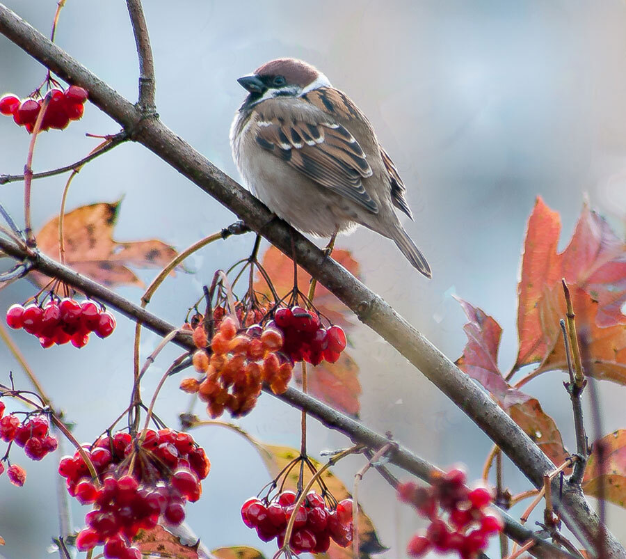 Birds - My, The photo, Birds, The nature of Russia, Longpost