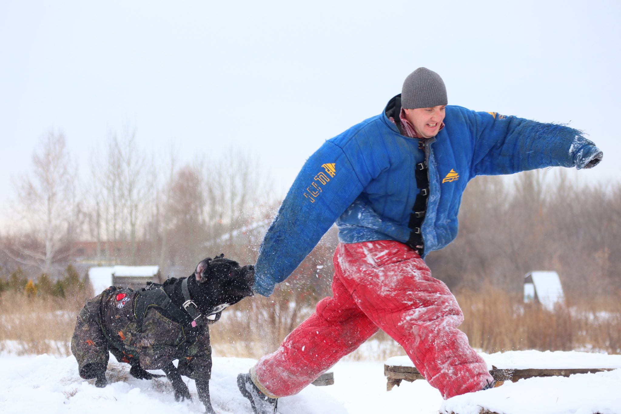 Dog training in Omsk - OCSSSS 11/16/24 - Dog, Puppies, Omsk, Training, Г“Г±Г±Г±, Friend, Care, Kindness, Dog breeding, Friends, Longpost