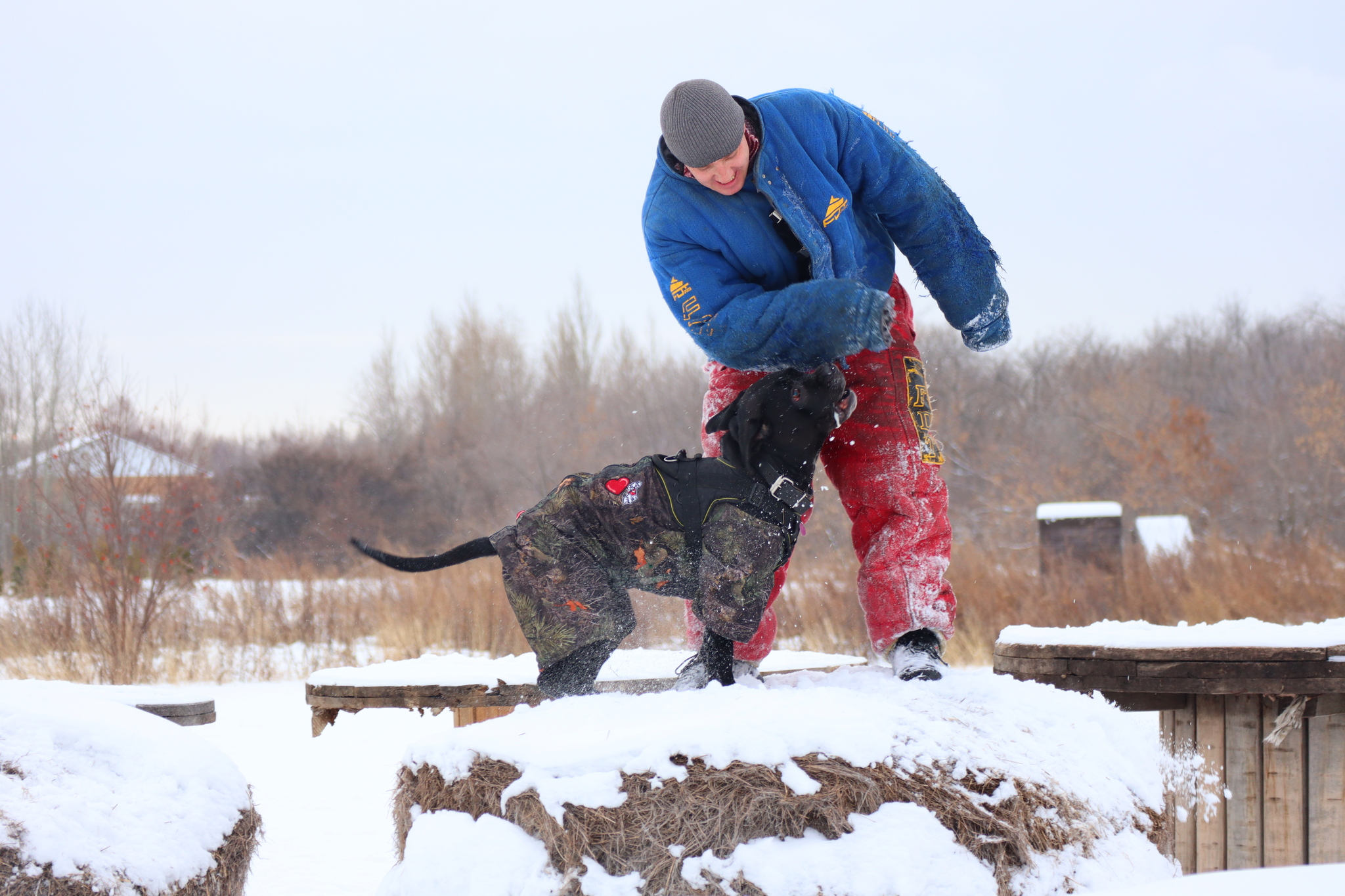 Dog training in Omsk - OCSSSS 11/16/24 - Dog, Puppies, Omsk, Training, Г“Г±Г±Г±, Friend, Care, Kindness, Dog breeding, Friends, Longpost