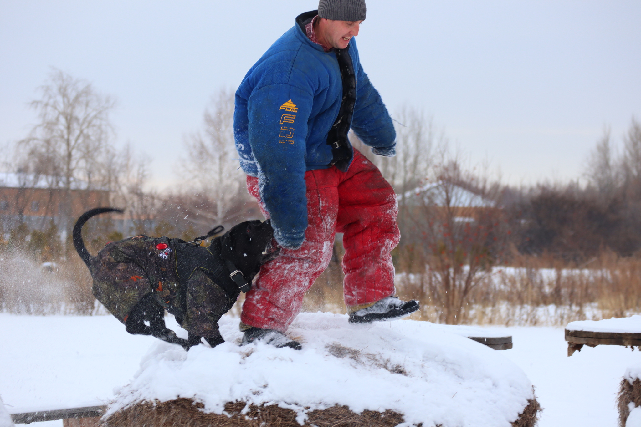 Dog training in Omsk - OCSSSS 11/16/24 - Dog, Puppies, Omsk, Training, Г“Г±Г±Г±, Friend, Care, Kindness, Dog breeding, Friends, Longpost