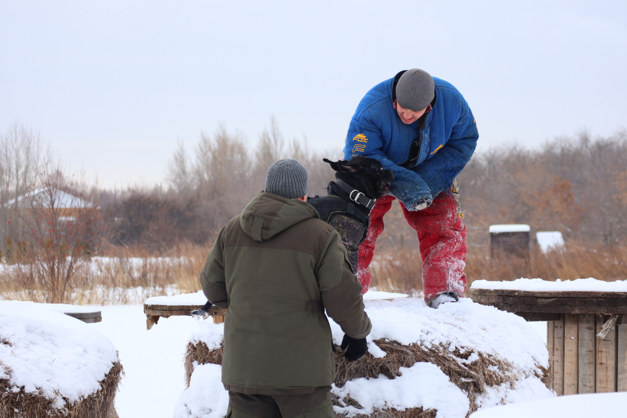 Dog training in Omsk - OCSSSS 11/16/24 - Dog, Puppies, Omsk, Training, Г“Г±Г±Г±, Friend, Care, Kindness, Dog breeding, Friends, Longpost