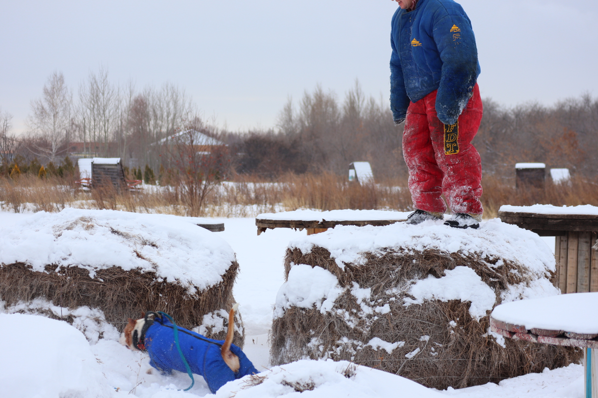 Dog training in Omsk - OCSSSS 11/16/24 - Dog, Puppies, Omsk, Training, Г“Г±Г±Г±, Friend, Care, Kindness, Dog breeding, Friends, Longpost