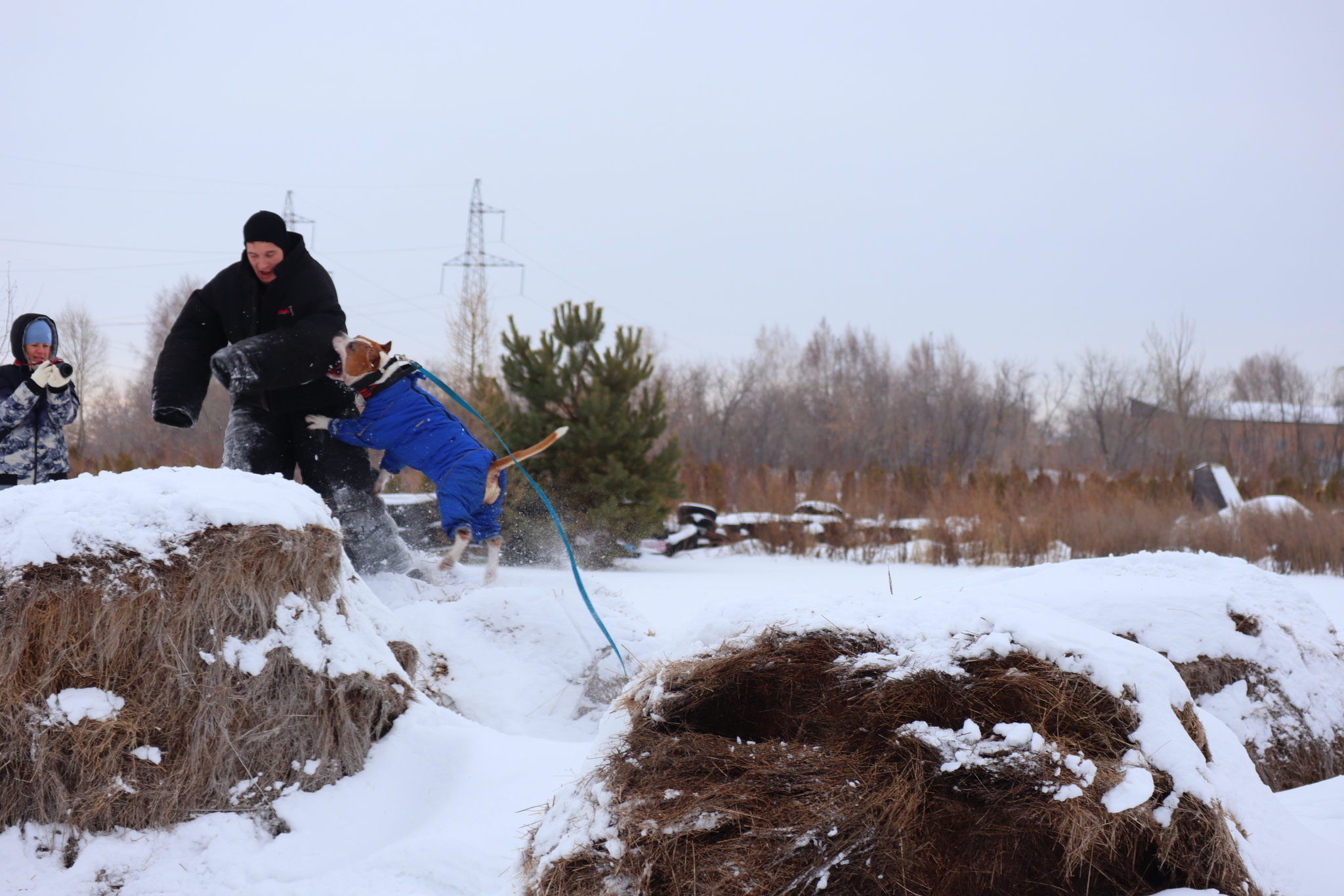 Dog training in Omsk - OCSSSS 11/16/24 - Dog, Puppies, Omsk, Training, Г“Г±Г±Г±, Friend, Care, Kindness, Dog breeding, Friends, Longpost