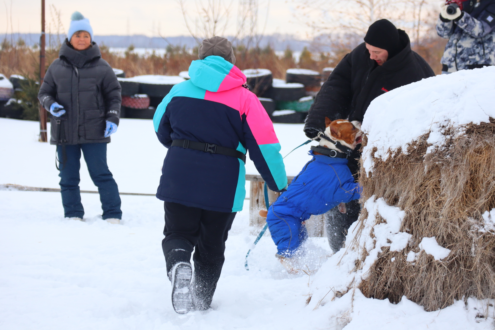 Dog training in Omsk - OCSSSS 11/16/24 - Dog, Puppies, Omsk, Training, Г“Г±Г±Г±, Friend, Care, Kindness, Dog breeding, Friends, Longpost