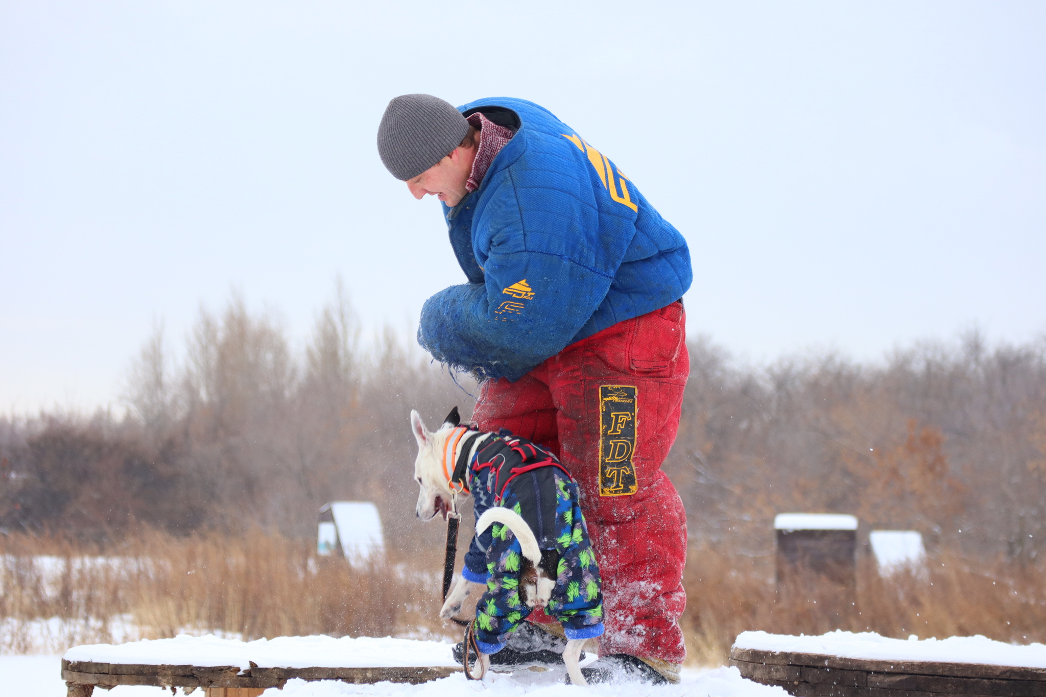 Dog training in Omsk - OCSSSS 11/16/24 - Dog, Puppies, Omsk, Training, Г“Г±Г±Г±, Friend, Care, Kindness, Dog breeding, Friends, Longpost