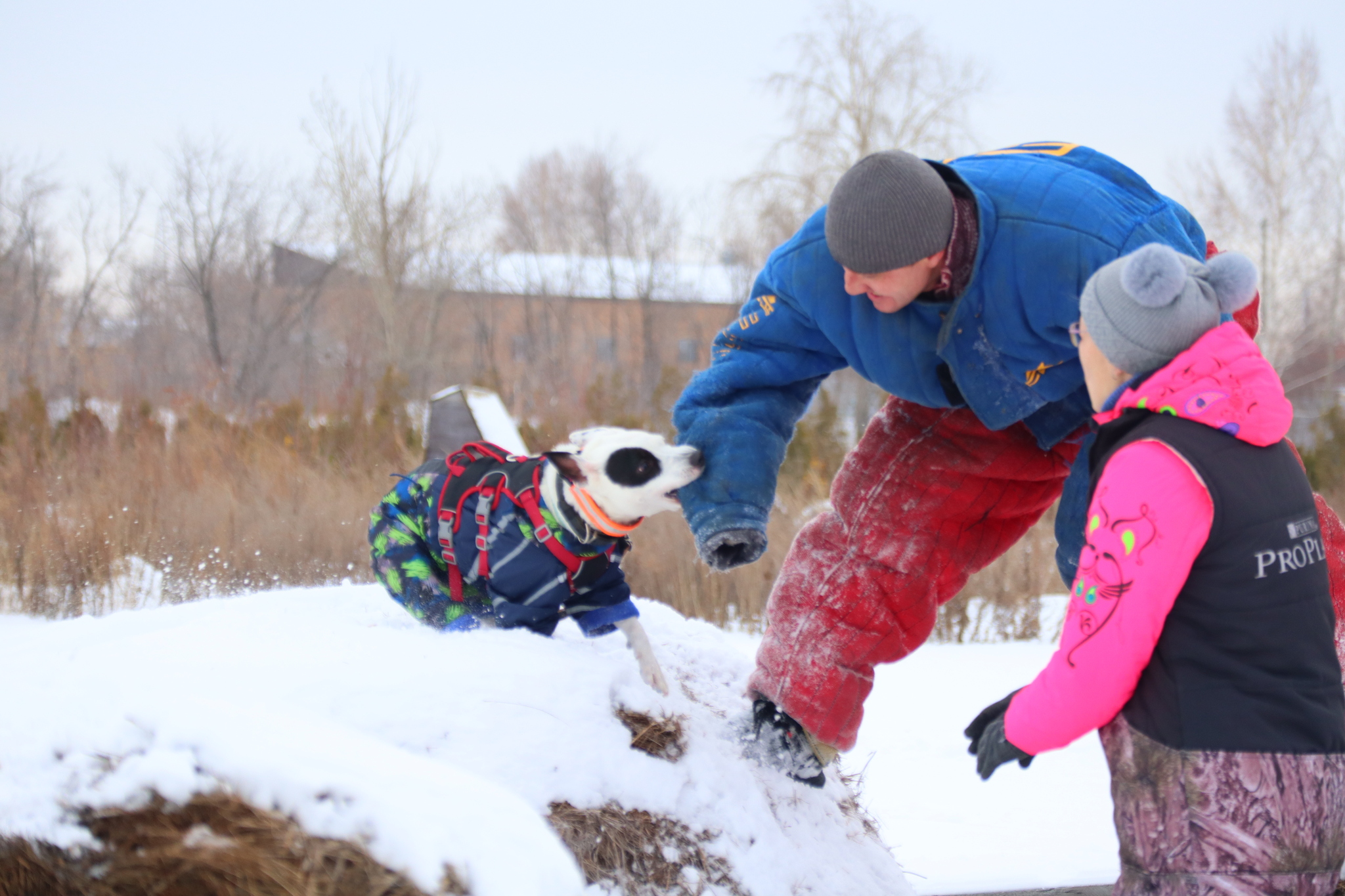 Dog training in Omsk - OCSSSS 11/16/24 - Dog, Puppies, Omsk, Training, Г“Г±Г±Г±, Friend, Care, Kindness, Dog breeding, Friends, Longpost