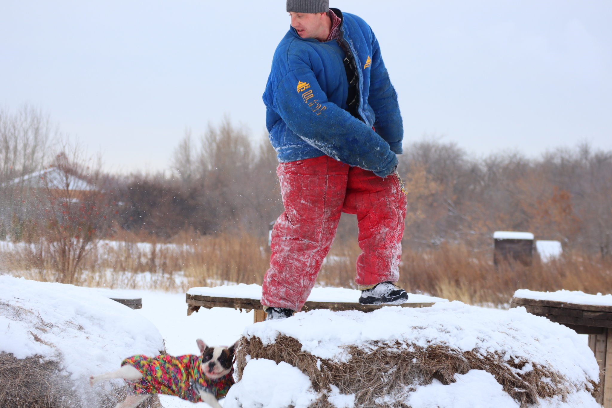 Dog training in Omsk - OCSSSS 11/16/24 - Dog, Puppies, Omsk, Training, Г“Г±Г±Г±, Friend, Care, Kindness, Dog breeding, Friends, Longpost