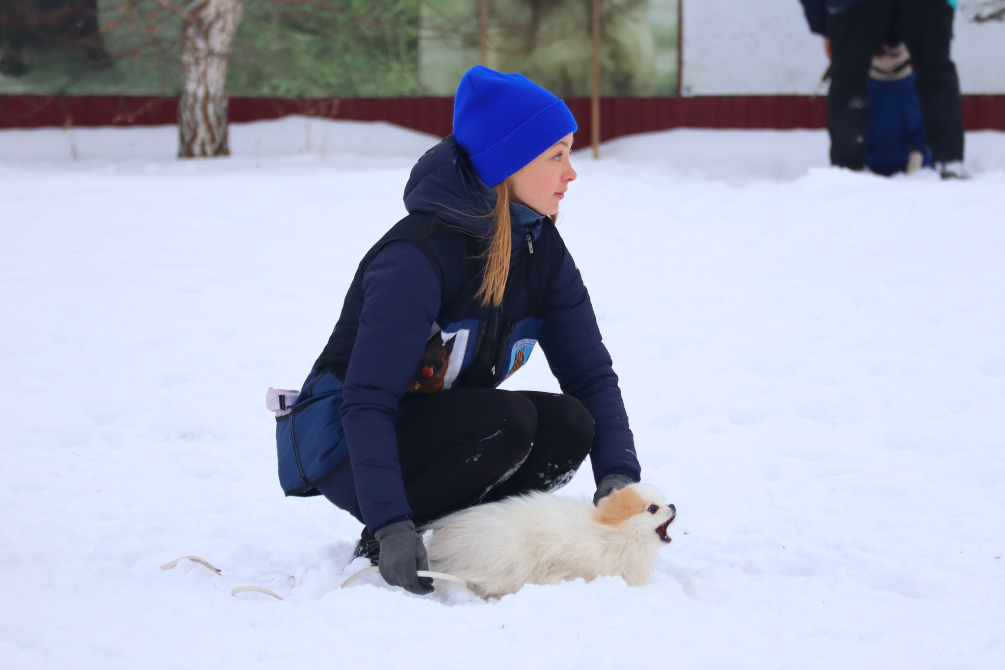 Dog training in Omsk - OCSSSS 11/16/24 - Dog, Puppies, Omsk, Training, Г“Г±Г±Г±, Friend, Care, Kindness, Dog breeding, Friends, Longpost