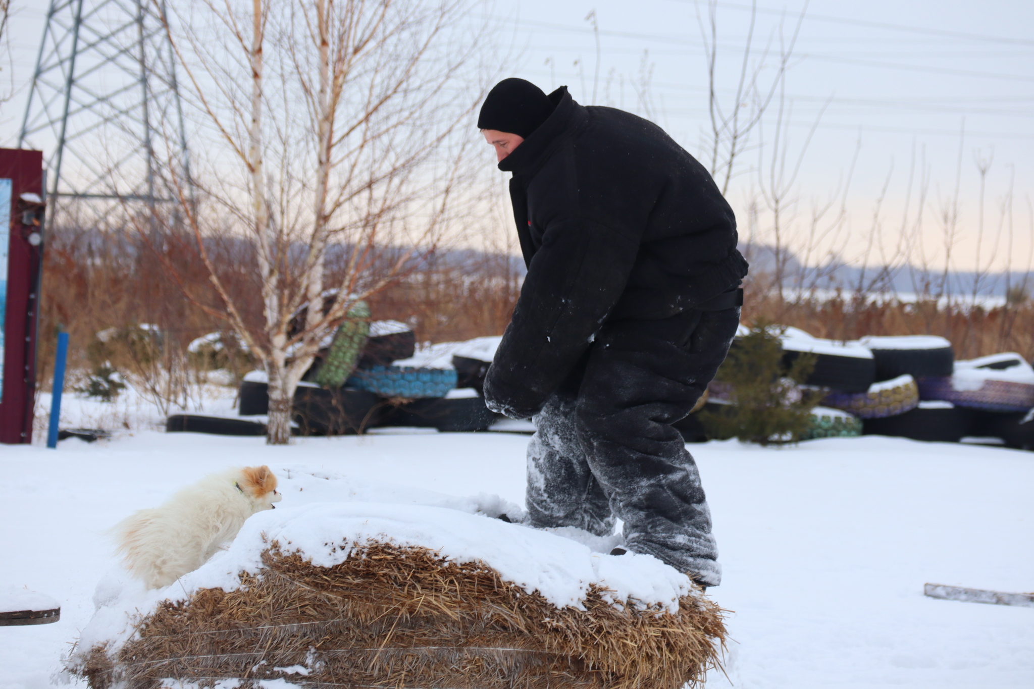 Dog training in Omsk - OCSSSS 11/16/24 - Dog, Puppies, Omsk, Training, Г“Г±Г±Г±, Friend, Care, Kindness, Dog breeding, Friends, Longpost