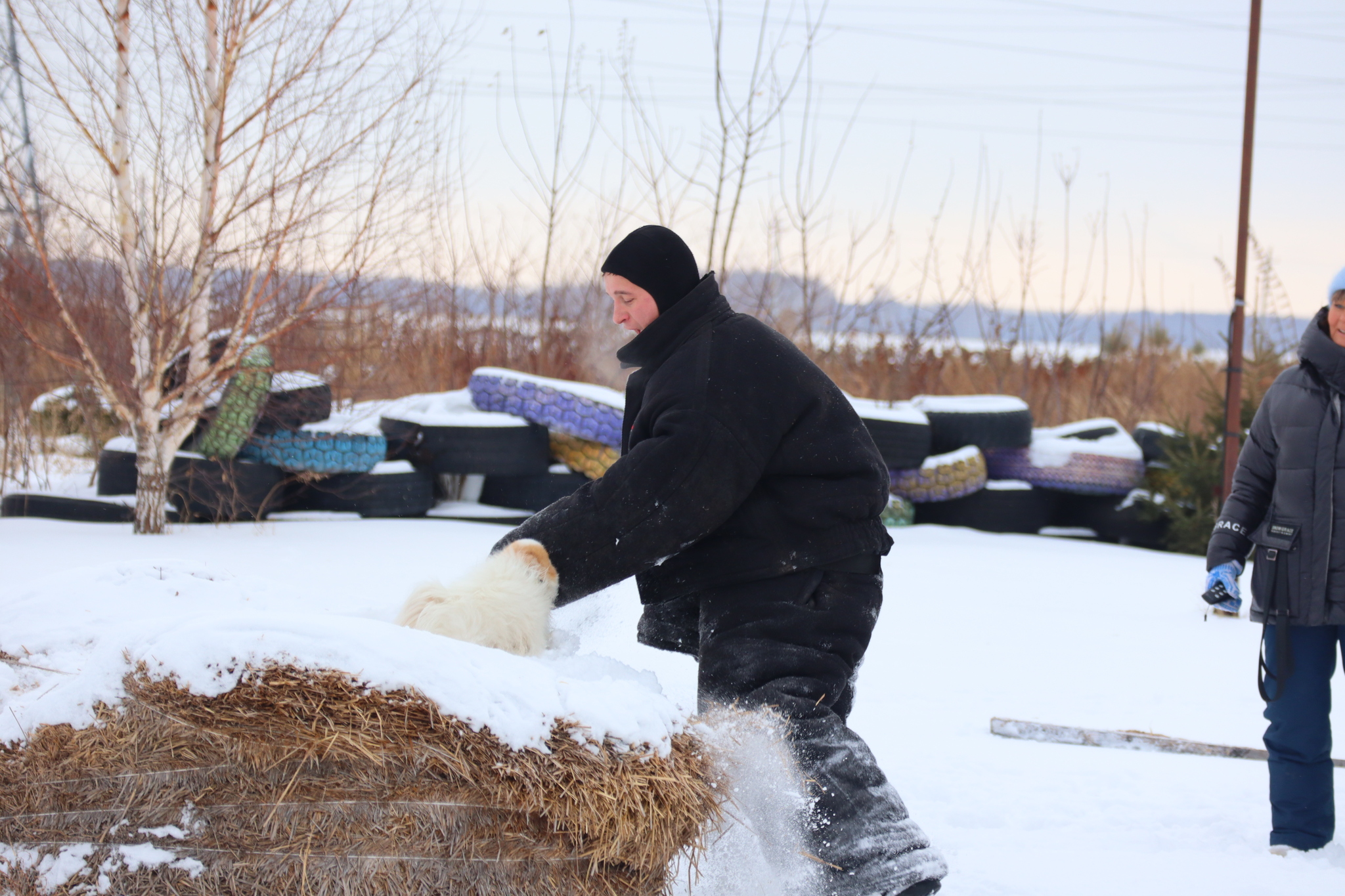 Dog training in Omsk - OCSSSS 11/16/24 - Dog, Puppies, Omsk, Training, Г“Г±Г±Г±, Friend, Care, Kindness, Dog breeding, Friends, Longpost