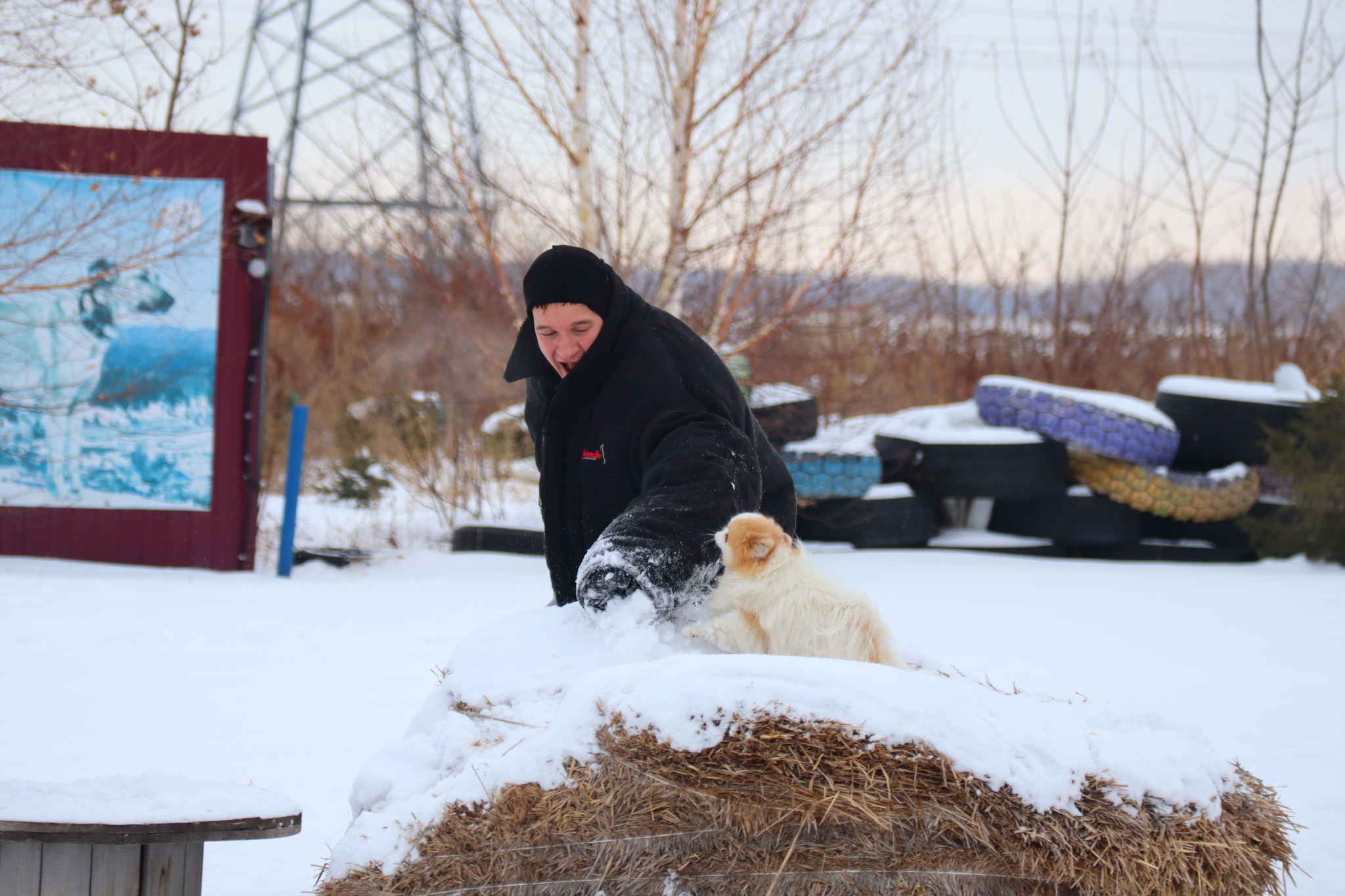 Dog training in Omsk - OCSSSS 11/16/24 - Dog, Puppies, Omsk, Training, Г“Г±Г±Г±, Friend, Care, Kindness, Dog breeding, Friends, Longpost