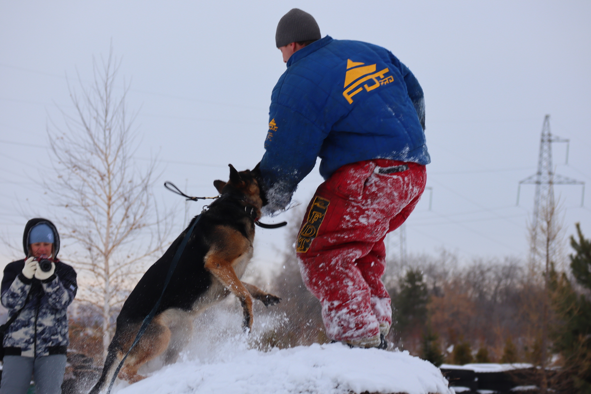 Dog training in Omsk - OCSSSS 11/16/24 - Dog, Puppies, Omsk, Training, Г“Г±Г±Г±, Friend, Care, Kindness, Dog breeding, Friends, Longpost