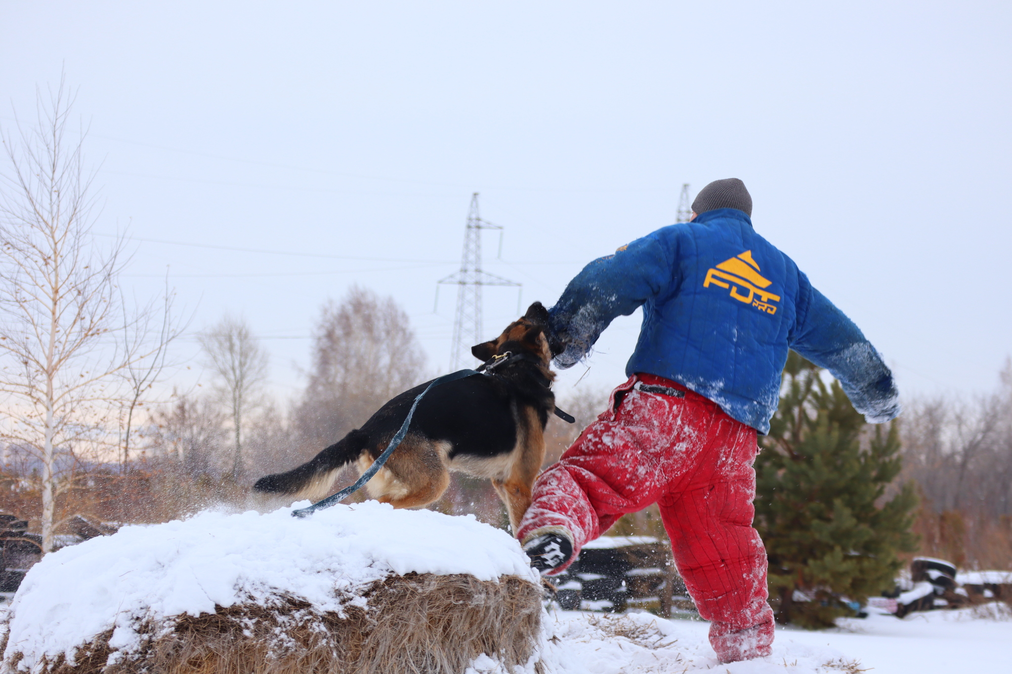 Dog training in Omsk - OCSSSS 11/16/24 - Dog, Puppies, Omsk, Training, Г“Г±Г±Г±, Friend, Care, Kindness, Dog breeding, Friends, Longpost