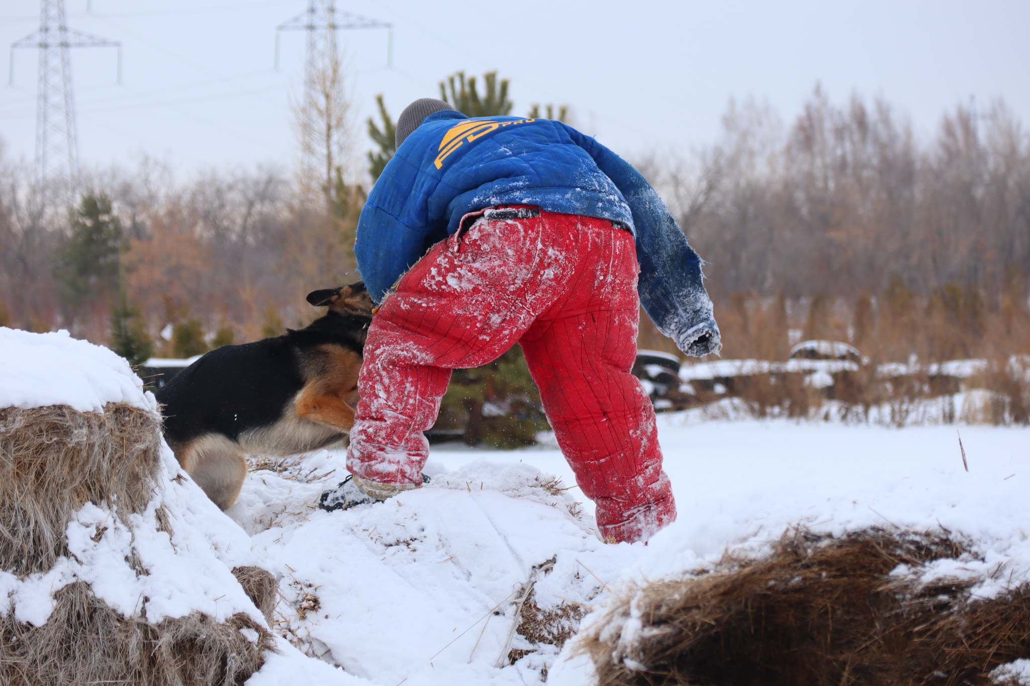 Dog training in Omsk - OCSSSS 11/16/24 - Dog, Puppies, Omsk, Training, Г“Г±Г±Г±, Friend, Care, Kindness, Dog breeding, Friends, Longpost