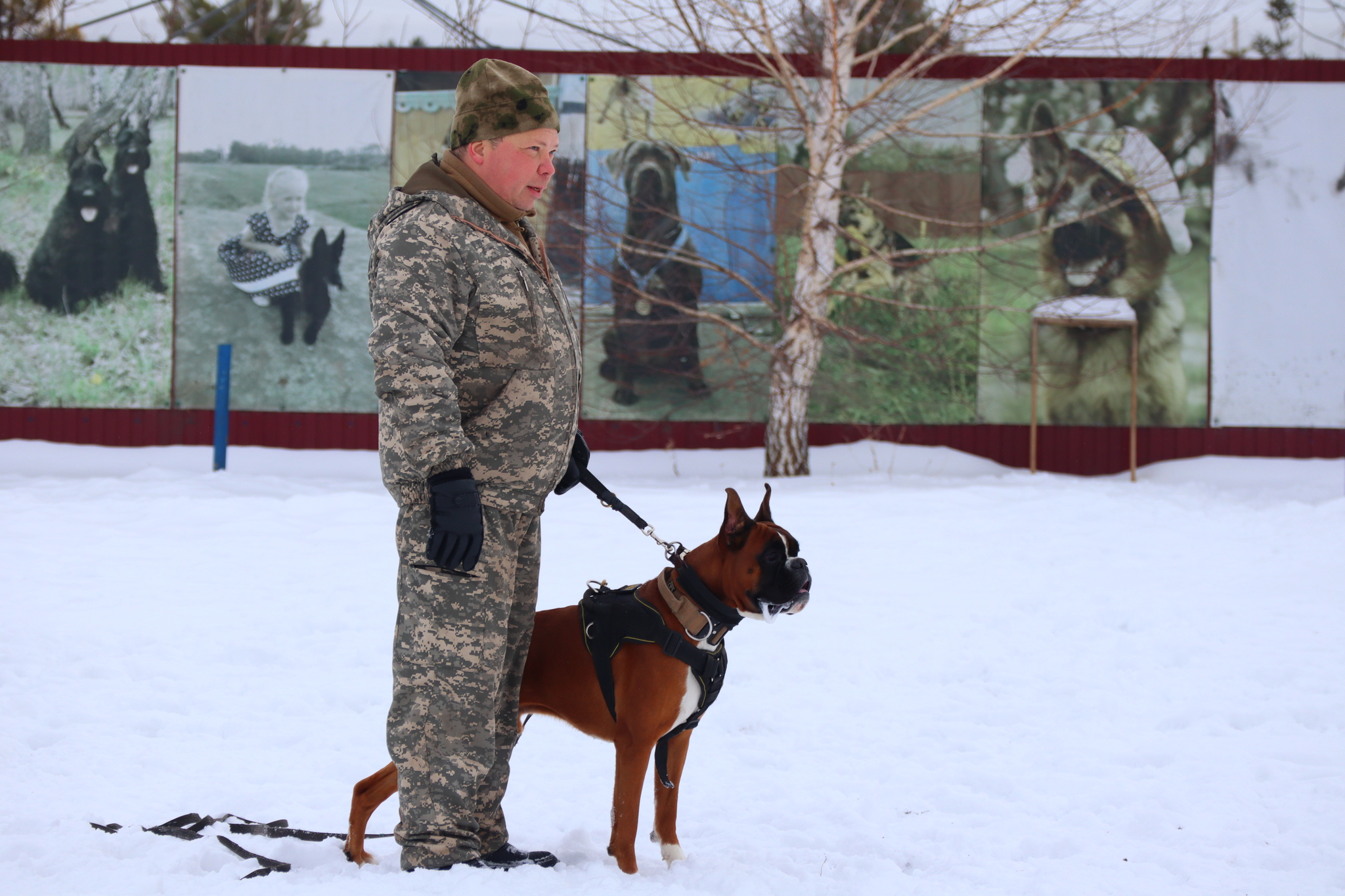 Dog training in Omsk - OCSSSS 11/16/24 - Dog, Puppies, Omsk, Training, Г“Г±Г±Г±, Friend, Care, Kindness, Dog breeding, Friends, Longpost