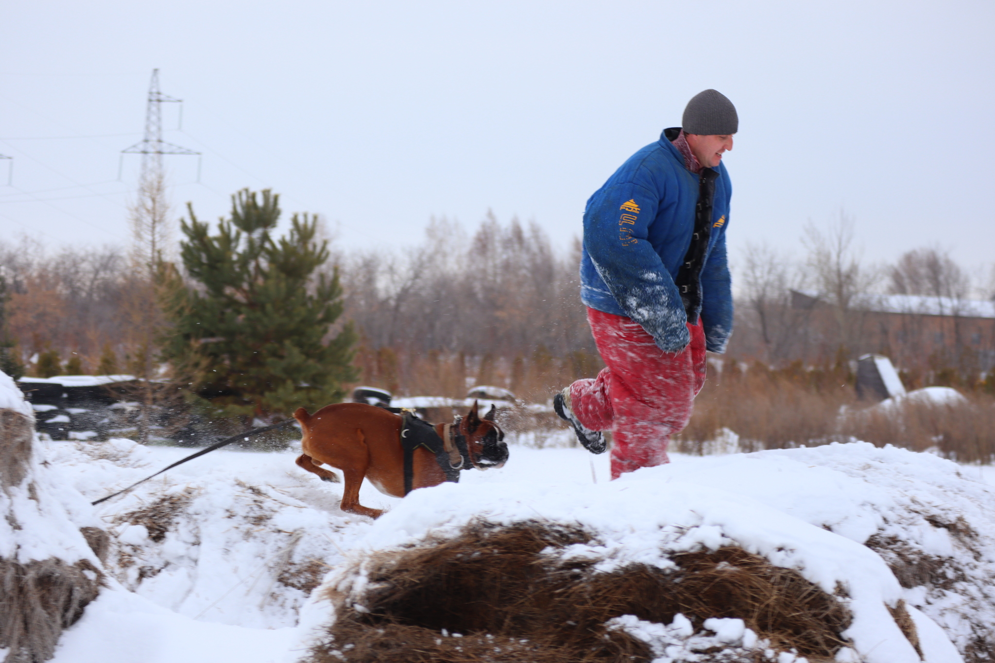 Dog training in Omsk - OCSSSS 11/16/24 - Dog, Puppies, Omsk, Training, Г“Г±Г±Г±, Friend, Care, Kindness, Dog breeding, Friends, Longpost